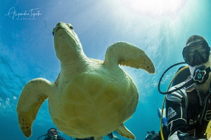 Selfie with Turtle, Cancun México by Alejandro Topete 